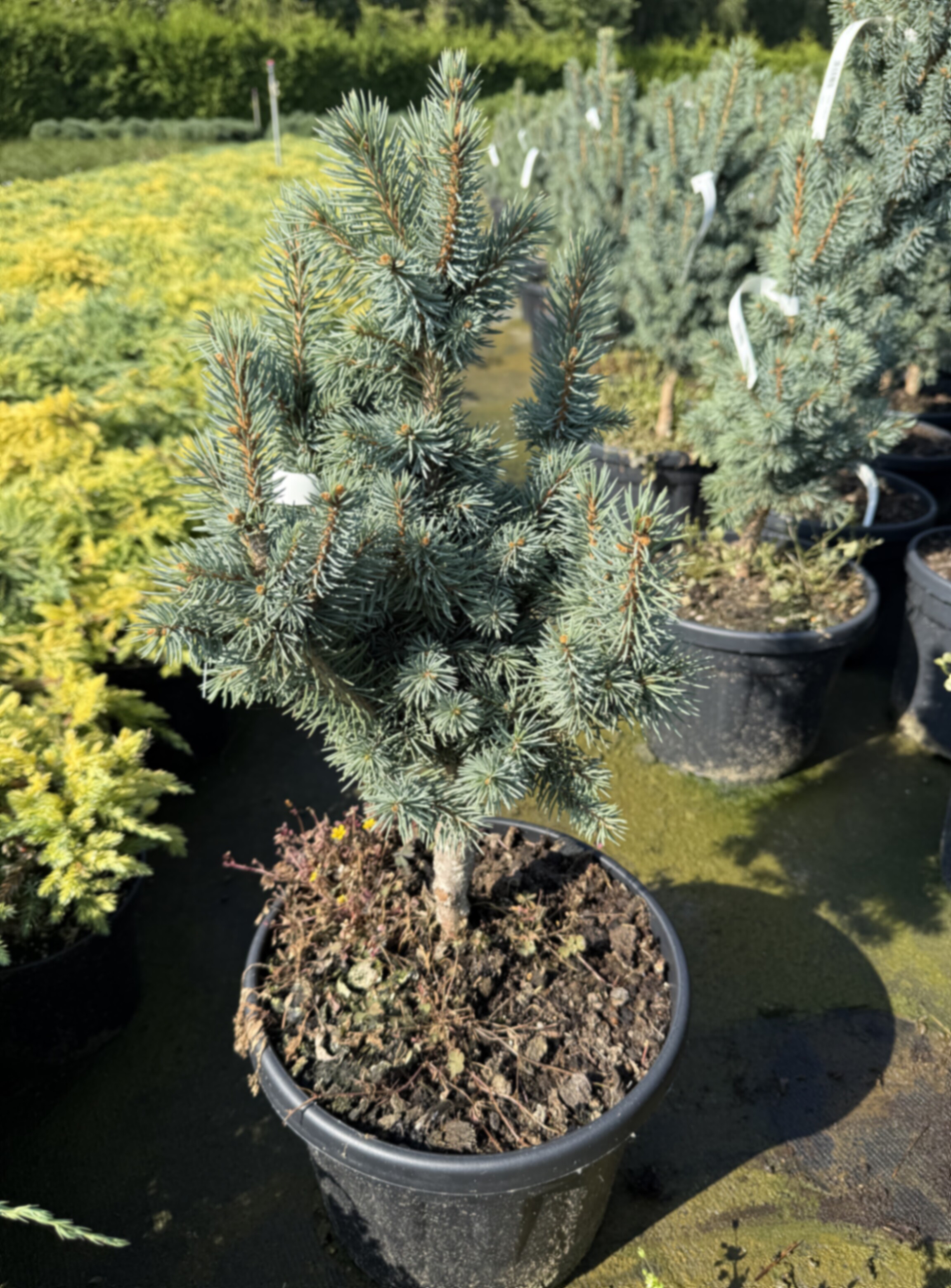 Ель колючая Изели Фастигиата